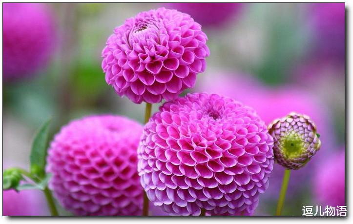 『生肖』属兔人: “喜上心头”, 万万年等一回的大喜事, 快快接