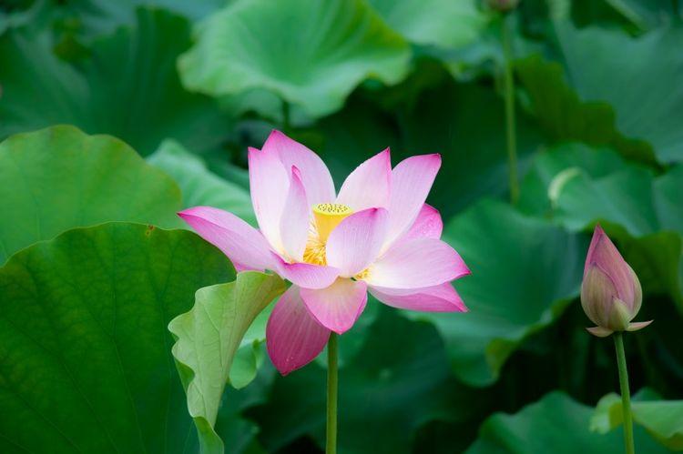 吉星|11月开始桃花朵朵开，财运高涨，前途光明的四大生肖