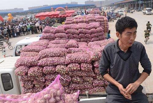 交易▲刚上市遭热抢，一个礼拜不到跌破了“地板价”，蒜农：量太大了！