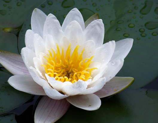 『运势』下半年开始，4属相运势逐步好转，紫气东来，万事顺心如意