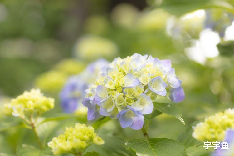 生肖|9月开始贵人提携,告别坏运气,事业欣欣向荣的四大生肖