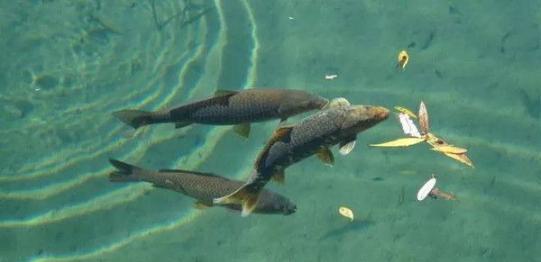 「」讨论：如果禁止钓鱼，鱼类会泛滥成灾？还是越来越少？