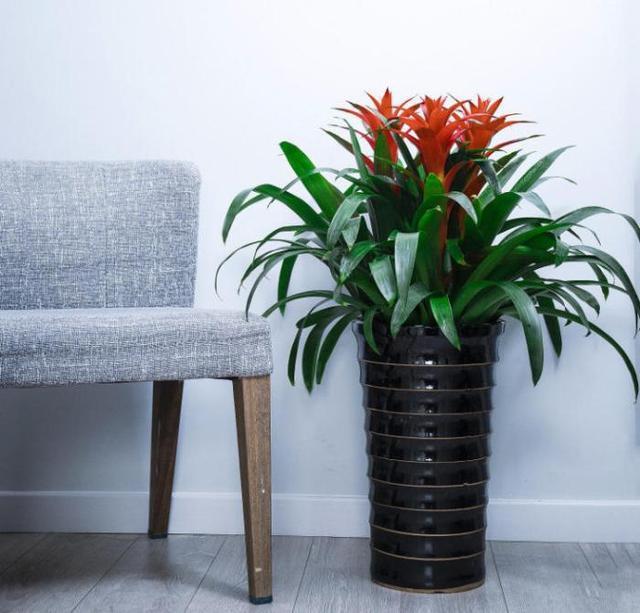 敏感体质的燕燕住进工厂新宿舍甲醛中毒了，除醛要坚持用！