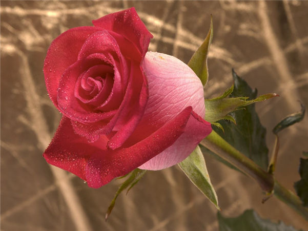 「生肖」最爱干净的3个生肖女，婚后最勤快，家中一尘不染