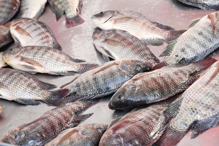 ▲鱼身上最脏的器官，堪称寄生虫的“窝”，很多人都爱吃，要注意了