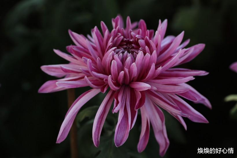 运势：7月上旬运势千里姻缘一线牵，携手真爱不分开的4大生肖