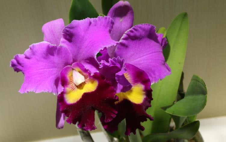 健康运势▲6月下旬开始财路广进，事业一路发，福气临门的四大生肖