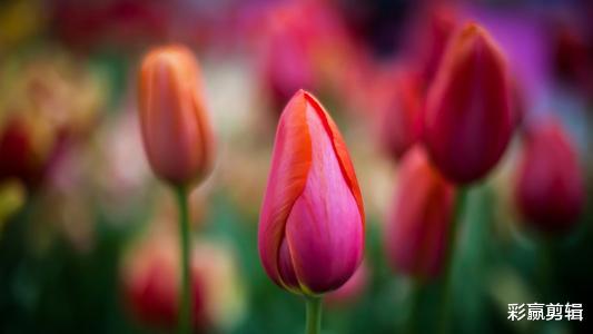 旧爱|10月上旬花好月圆，异性缘暴涨，能够收获爱情的四个星座