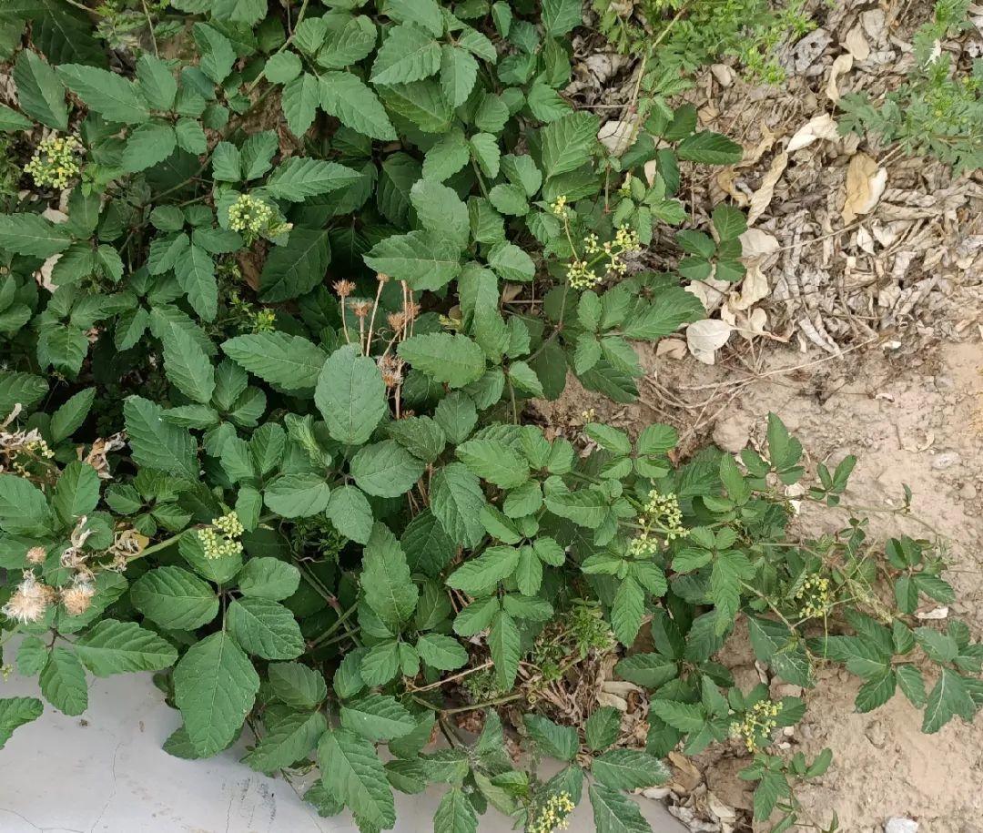 爬山虎|救命！入侵植物爬进院子，三年都杀不完！