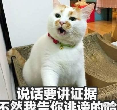 别看猫主子平时优雅端庄，嫉妒起来简直面目全非