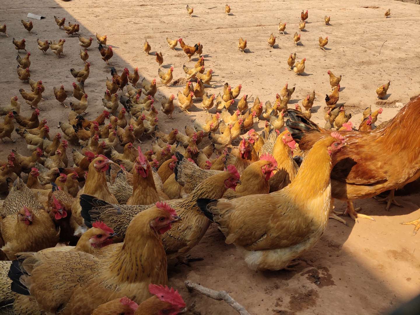 100块钱四只鸡-鸭