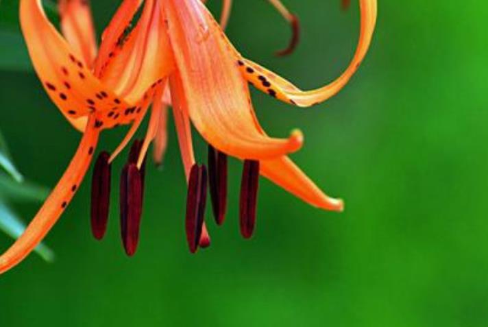 运势|?十月上旬开始，运势蒸蒸日上，横财难挡，福禄满满的生肖