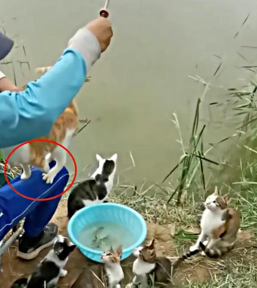 饵料|以往钓鱼是休闲，现在流浪猫举家讨鱼吃压力山大，小白条直接抢