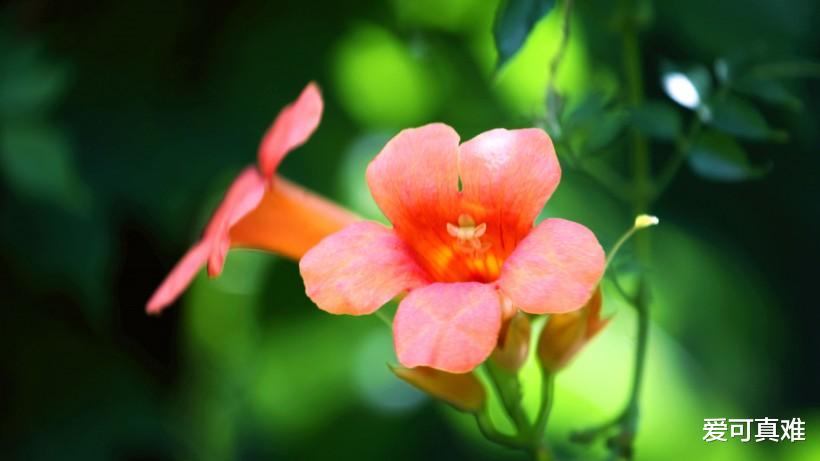 十二星座▲属猴人：6月将发生“五雷轰顶”的大事件，是“喜上喜”？