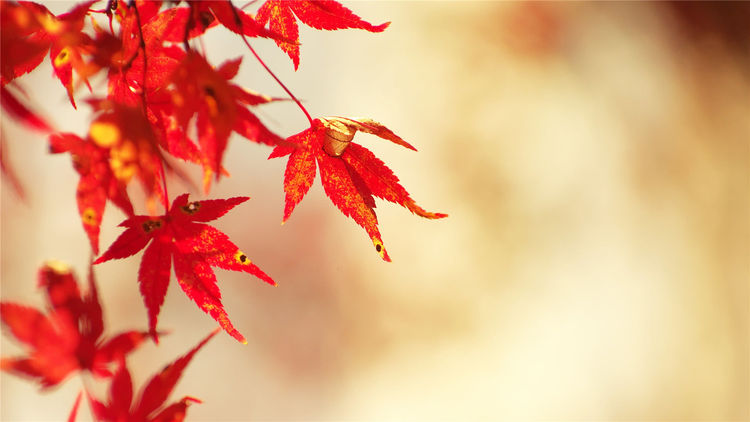 狮子座▲此4属相，2020年事业发展顺利，财富回报满满！