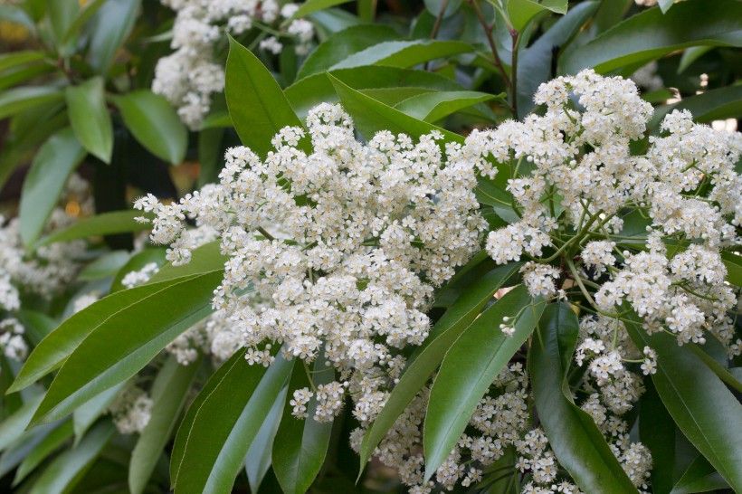 生肖@下个月内，与前任复合几率很大，心中有爱，再续前缘的四大生肖