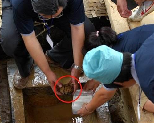 「英国」英国出土一颗“活着的大脑”，距今2600年，里面藏着什么秘密