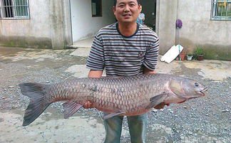 ▲47年，一条鱼能长多大？生产队放的鱼，长成青鱼王