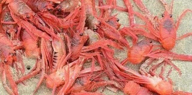 小龙虾▲美国遍地都是小龙虾？泛滥成灾吃不完？我们被骗了这些不是小龙虾
