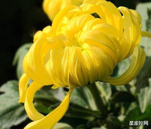 |哪些日子出生的人，个性耿直，待人真诚，工作中也特别努力