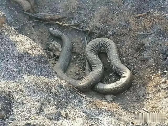 蟒蛇■30公斤巨蟒活活被烧死…图片太心疼了