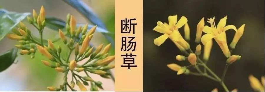[]注意：千万不要让这些奇花异草，出现在你家的餐桌上！小心有毒