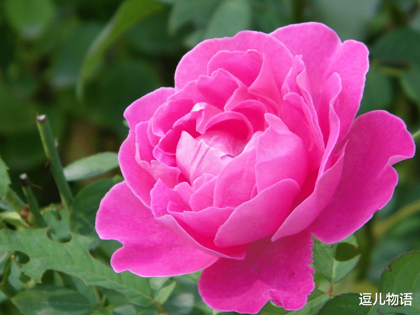 「生肖」生肖鼠“越老越穷”，自以为是，眼界短浅，注定一事无成？