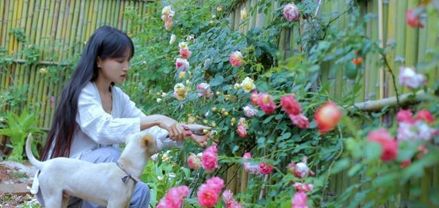 「李子柒」越南博主模仿李子柒，衣服发型连老人和狗都一模一样，太不要脸了