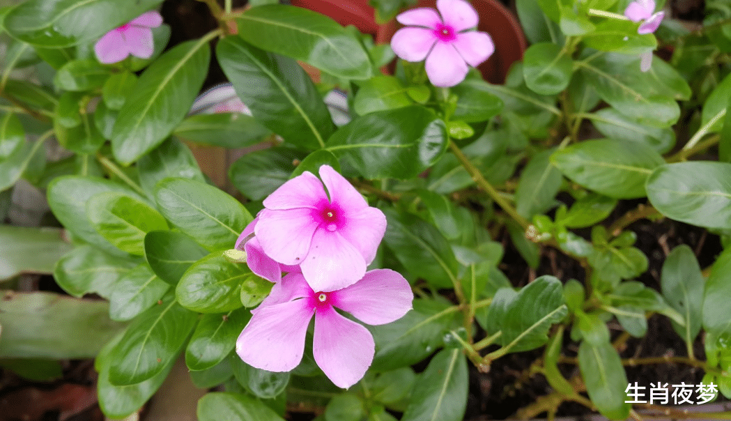 运势|11月，爱情复苏，魅力不可挡，拒绝将就，敢爱敢恨，天荒地老