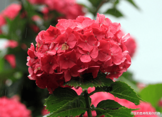 运势▲6月底好运不断,喜事连连,4属相生意兴隆,横财进账,春风得意