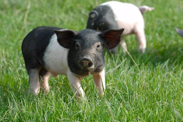 伊隆·马斯克|脑机接口被冷落,因网易创始人的兴趣爱好,马斯克或将一枝独秀?