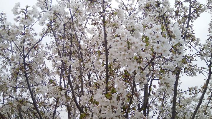 |别人不会但你会,能者多劳的你,开心吗