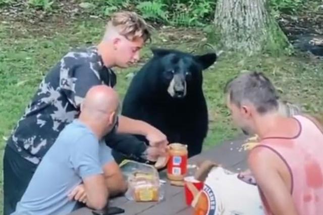 英国英鸟|美家庭郊外野餐突遭野熊乱入，瑟瑟发抖喂其面包，全家人紧张极了