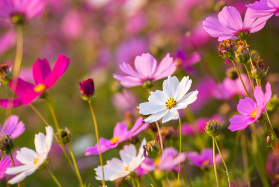 「运势」5月将来七天，4生肖走好运，福财平稳升高，日子红火多福