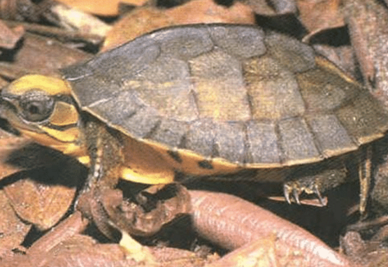 ##中国独有的3种生物，第3种早就绝迹多年，踩死一只就要坐牢！