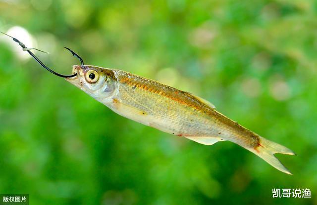 「」提竿不中鱼“空抢”多，应先分析原因，在改善钓法