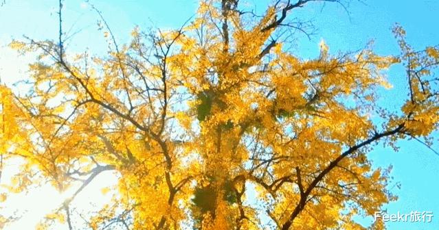 衢州▲马云都来悄悄拜访!这座浙西小县城,究竟有什么魔力?