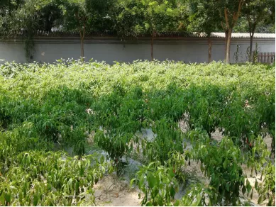 人与人|请茶小院开门了，来玩吧