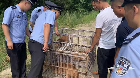 民警|被解救的“东北神兽”放归大自然 野生神兽频繁出没林区