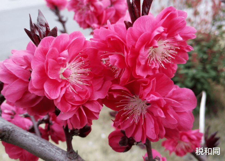 #生肖#喜鹊门前叫,3生肖财大气粗,吉星高照家宅,6月23号,要暴富!