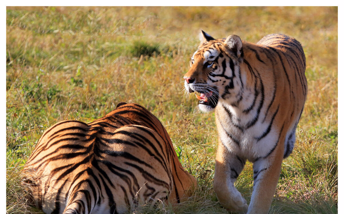 老虎|为什么人类驯化了狼产生了狗，却没有尝试驯化虎？