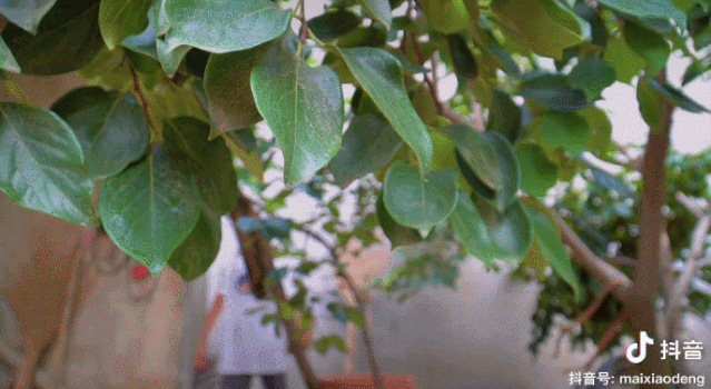 每天阅读|“河南李子柒”毕业为父变“网红”，192w粉丝坐等更新，连央视都点赞...