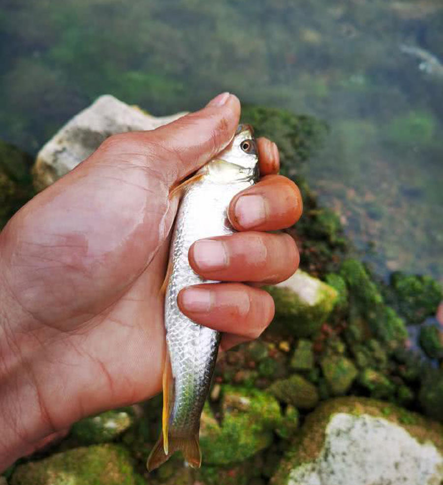『』小时候家乡的小河里非常多,被誉为溪流精灵的马口鱼,如何垂钓?