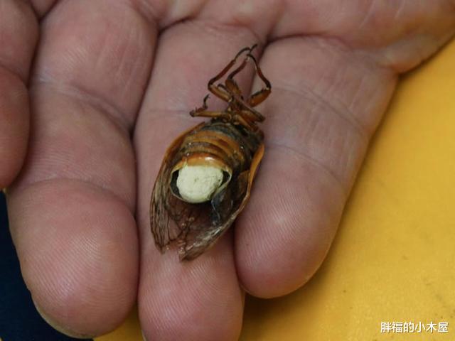 科学家|真菌操控下的“僵尸蝉”：即使腹部没了，繁殖也不停 08-15 20: 14
