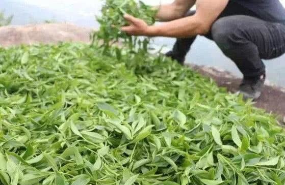 西兰花▲用脚“踩”出来的4种食物，我赌1箱泡面，图4你每天都在吃