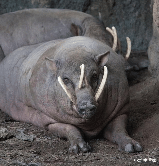 []看起来不同寻常的“诡异”生物，请问是魔法世界来的吗？