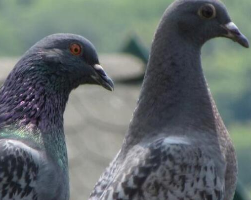 国内的信鸽品种还是蛮多的，每一个品种都有它自己的特点！