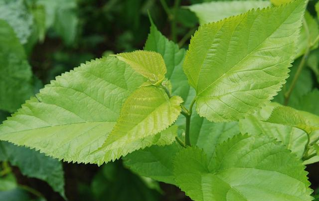 糖尿病@身上若2处“发痒”，多半是糖尿病蠢蠢欲动