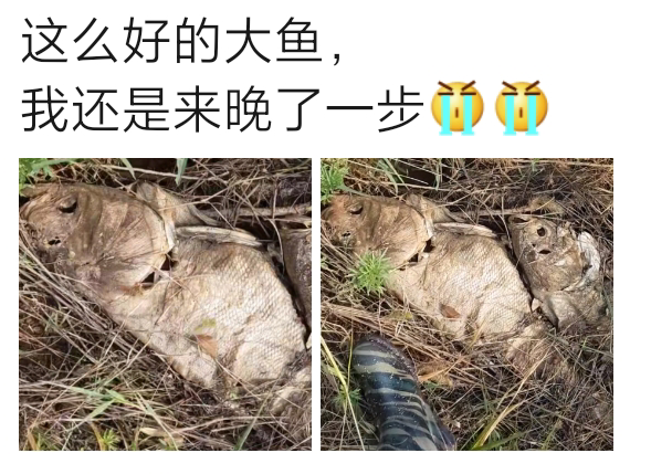 |“这么好的大鱼，还是来晚了一步...”撒上盐就是现成的咸鱼！