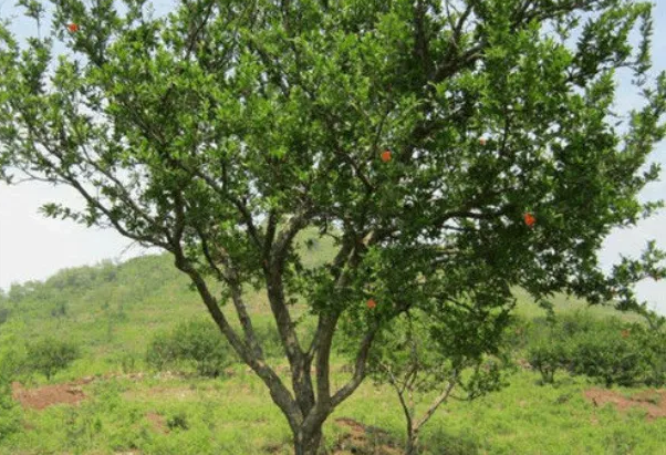 石榴树|秦始皇陵内部究竟有多少水银?看山顶上的石榴树,就知道了